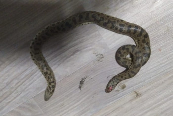 Двуглавая змея заползла в дом к жителям Талдыкоргана