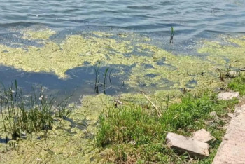 "Заросли и мусор": Есиль, Акбулак и Сарыбулак возмутили горожан