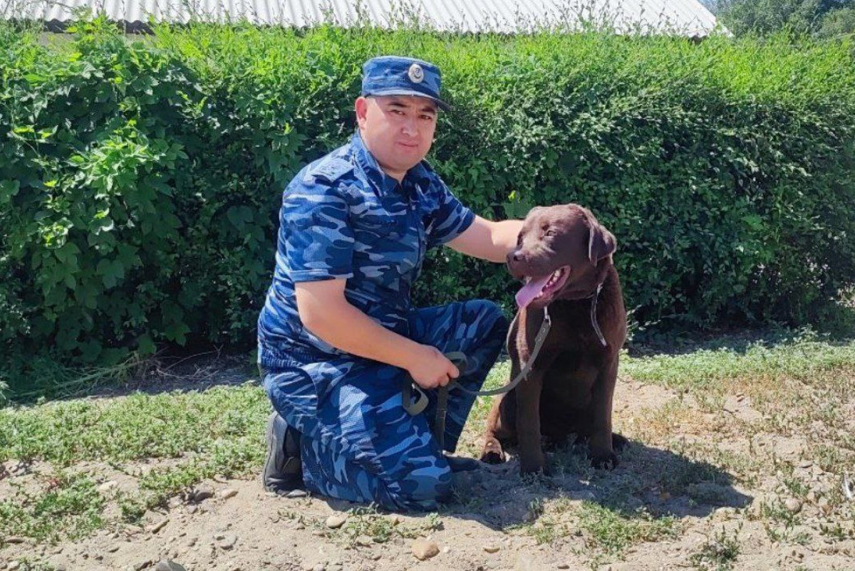 Четвероногие детективы: как в Абайской области собаки раскрывают убийства