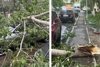 Женщину убило веткой во время урагана в Аксу: семье погибшей закроют кредиты