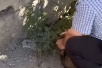 Мужчина убил всех кошек и щенков во дворе жилого дома в Темиртау