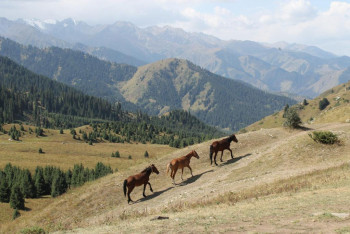 Фотография к новости: Казахстан превращают в страну секс-туризма: депутат требует навести порядок