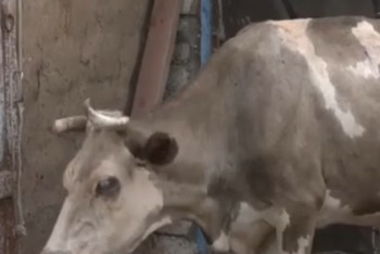 Скот массово гибнет в ЗКО из-за неизвестной болезни