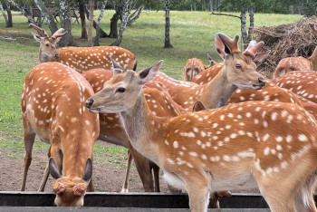 Зачем казахстанцы едут за здоровьем к маралам