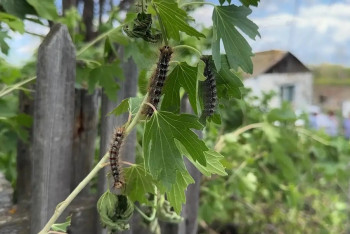 "Она ест всё": в ВКО нашествие гусениц — страдают урожай и люди