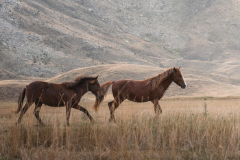 Фотография к новости: Китай заинтересовался экспортом казахстанских лошадей
