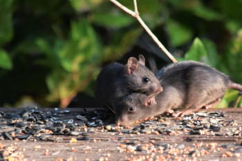 Нашествие крыс на набережной Актау попало на видео