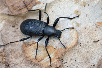 Фотография к новости: В квартиры актаусцев лезут тысячи жуков