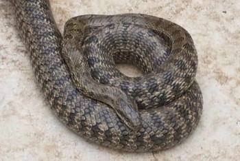 В Уральске гигантские змеи выползают из мусора после паводков