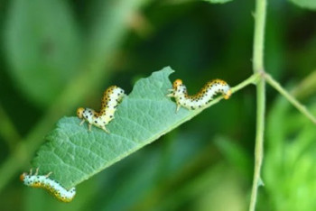 Восточный Казахстан атакуют гусеницы