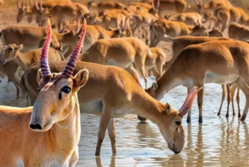 Фотография к новости: В Казахстане стартовал отстрел сайгаков