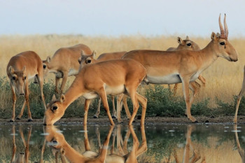 Фотография к новости: Мясо сайги выходит на рынок: скоро объявят цену за килограмм
