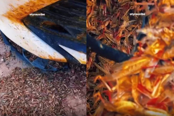 Бампер в саранче: в Атырауской области автомобили едут сквозь рой насекомых