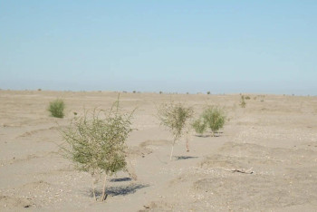 Фотография к новости: Саксаул против пыли: на дне Арала продолжают восстанавливать жизнь