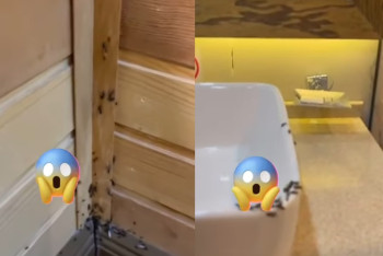 70 тысяч — за муравьиный кошмар: в Балкарагае разгорелся скандал