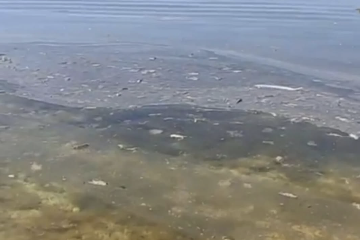 скриншот видео из соцсетей