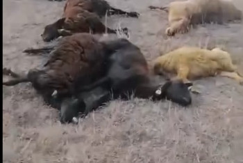 Фотография к новости: Массовый падеж скота зафиксирован в Карагандинской области