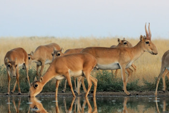 Фотография к новости: В России хотят отстреливать сайгаков из Казахстана