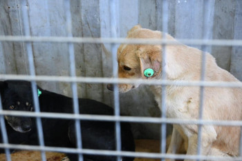 Алматинцам предлагают бесплатно чипировать питомцев — адреса и контакты