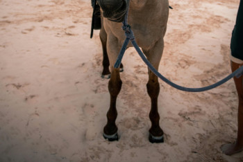 Фотография к новости: Привязал к лошади и волок по степи? В Жетысу расследуют зверское убийство женщины