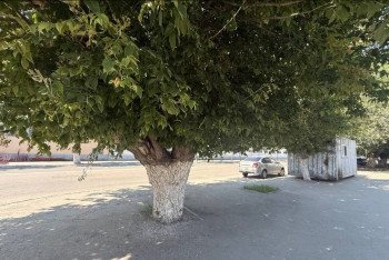 Фотография к новости: Размуровка деревьев и запрет на кронирование: что стоит за "зелёной реформой" в Костанае?