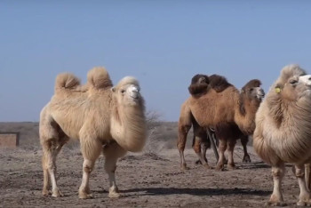 Фотография к новости: В Атырауской области массово гибнут верблюды