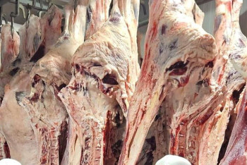 Фотография к новости: Мясо сайги безопасно и проходит полный контроль - Минсельхоз