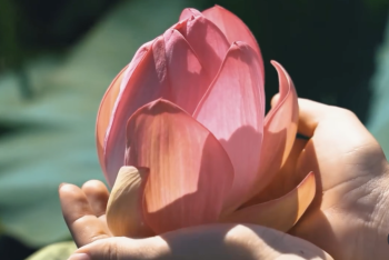 Фотография к новости: Международный фестиваль лотосов пройдёт в Атырауской области