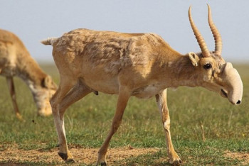 Фотография к новости: Казахстан передаст Узбекистану 500 сайгаков