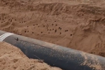 История со спасением гнёзд ласточек дошла до властей Казахстана