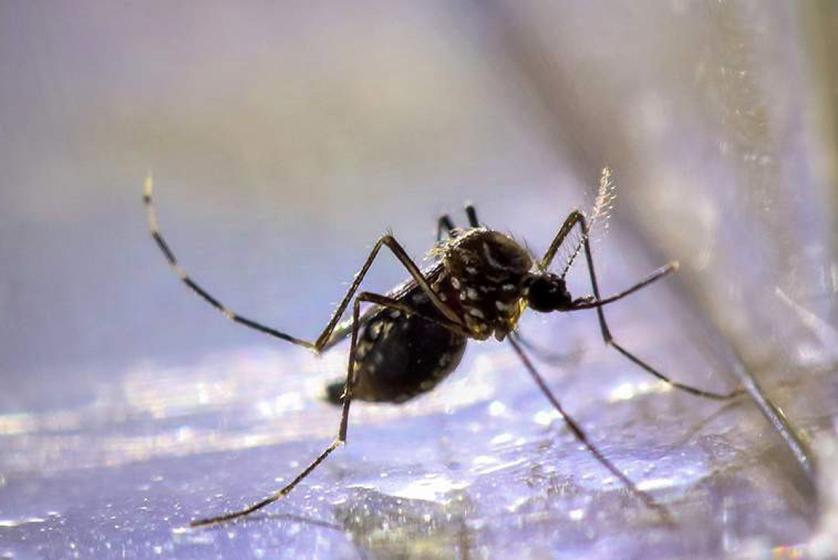 Global Look Press/Cadu Rolim