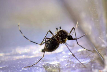 Фотография к новости: В Китае число заболевших опасной лихорадкой превысило 3 тыс. человек