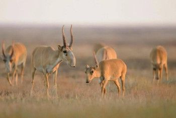 Казахстан изучает инициативу по передаче сайгаков в Узбекистан