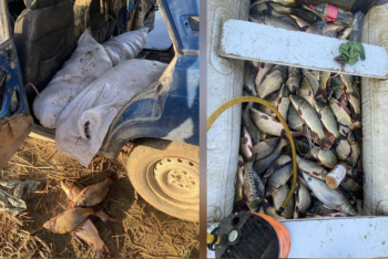 Фотография к новости: На Бухтарме задержали браконьеров с 700 кг рыбы