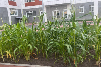 Дети заложили мини-ферму у школы в Астане