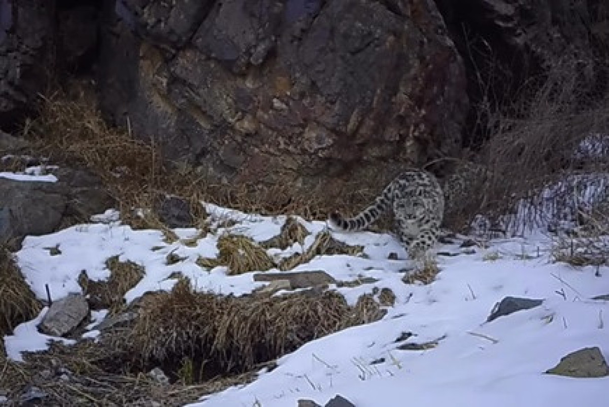 В нацпарке "Алтын-Эмель" замечены снежный барс и джейран