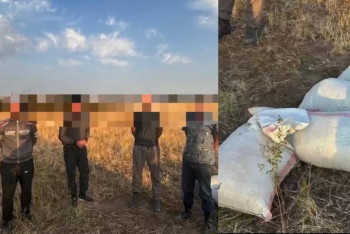 Полицейские застали группу мужчин за сбором марихуаны в Жамбылской области