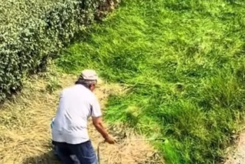 "Красят траву?" — в Алматы ответили на видео с зелёным газоном вдоль ВОАД