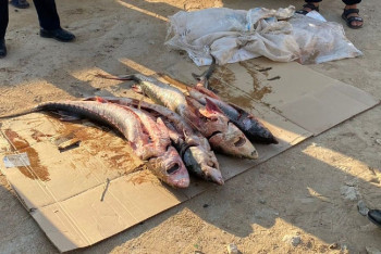 Фотография к новости: За один месяц на Каспии пресечено более 50 фактов браконьерства