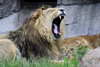 Фотография к новости: В Дании зоопарк оказался в центре скандала после призыва сдавать ненужных питомцев на корм хищникам