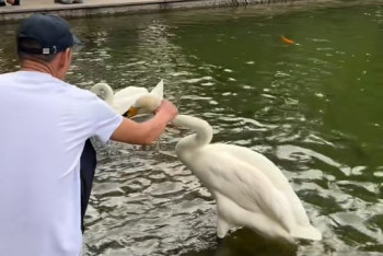 Фотография к новости: Хватали за шею: в алматинском Ботсаду мужчины издевались над лебедями