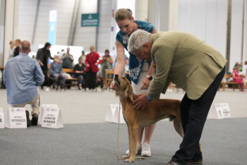 Фотография к новости: Казахский тазы дебютировал на мировой арене на выставке в Хельсинки
