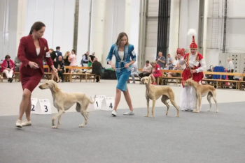 Фотография к новости: Токаев поручил продолжить работу по сохранению и популяризации пород тазы и тобет