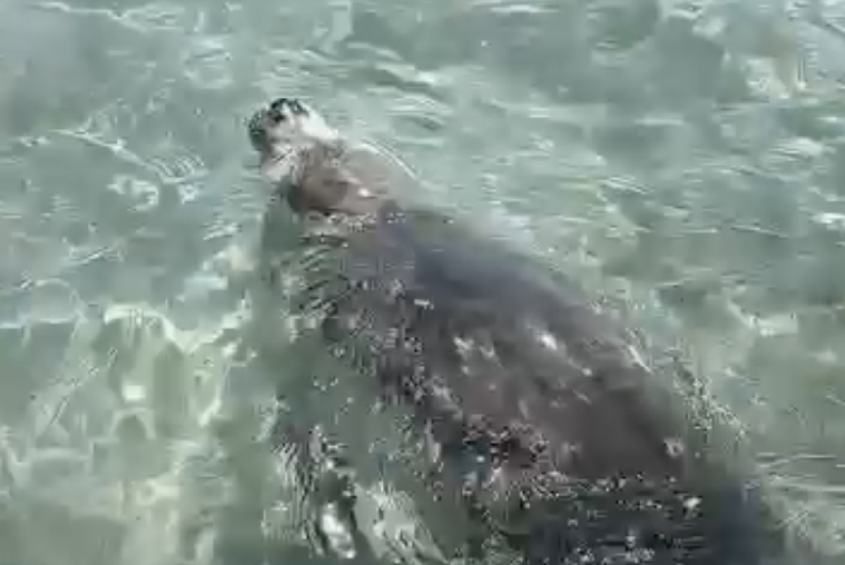 Скриншот с видео