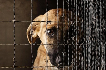 Фотография к новости: Скандал в Алматы: гибель собаки на базе отдыха стала поводом для уголовного расследования