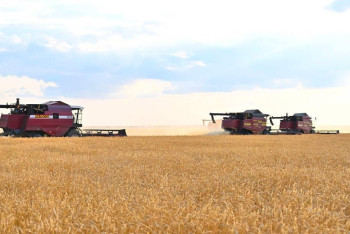 К жатве готовы: аграрии Акмолинской области рассчитывают на высокий урожай