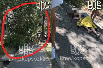 Фотография к новости: Ветка, убившая женщину в Алматы, — это халатность чиновников — эколог