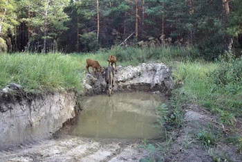 Фотоловушка засняла лося с двумя детёнышами в Павлодарской области
