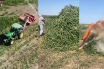 Фотография к новости: Более 3 тысяч тонн дикорастущей конопли уничтожили в Жамбылской области