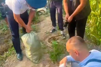 Фотография к новости: В Алматинской области среди кукурузы нашли 50 кг конопли